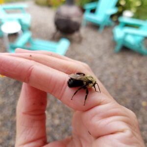 A bumblebee perched on a hand
