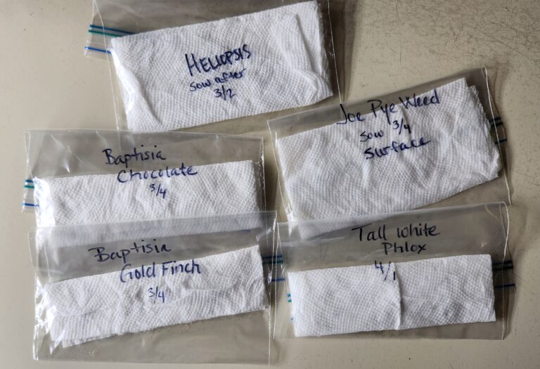 Labeled zip-top bags containing seeds folded into moist paper towels
