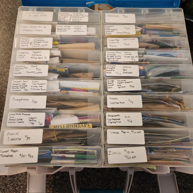 Seeds organized in a photo storage box