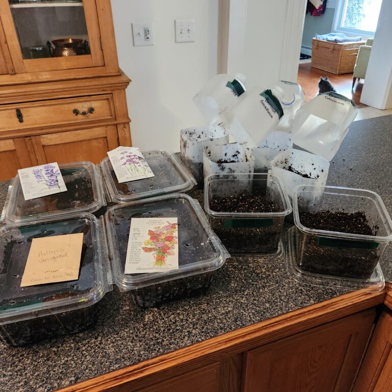 Preparing seeds for winter sowing