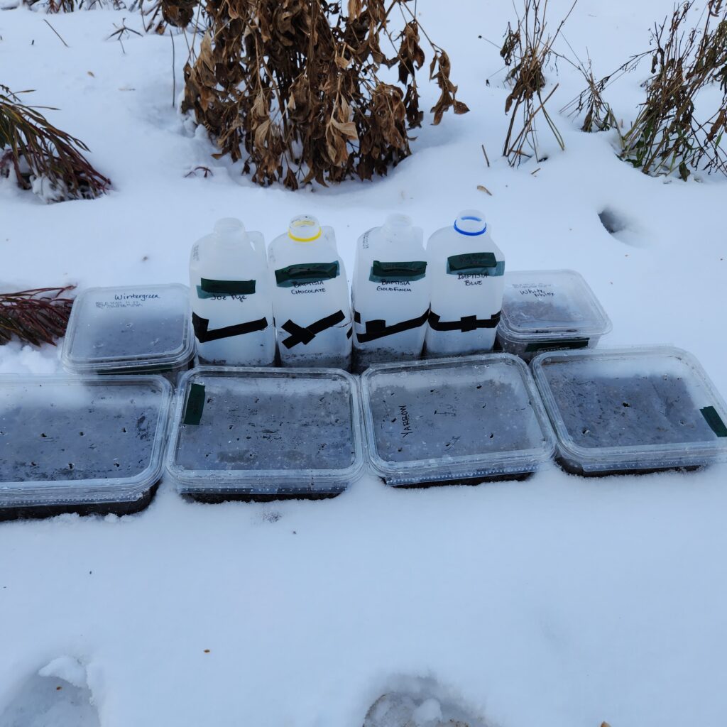 Containers of seeds out in the snow