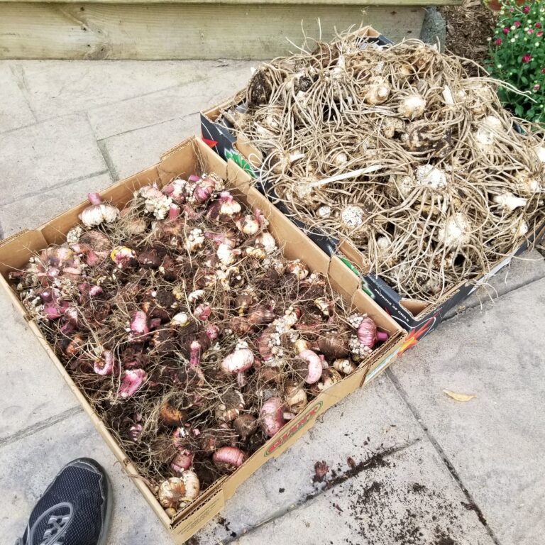 A box of gladiolas next to a box of calla lilies