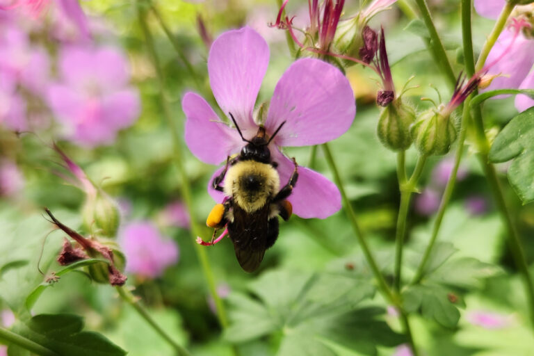 Bumblebee on a wild geranium.