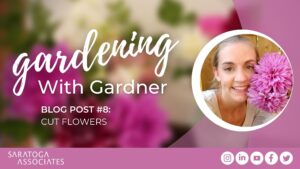 Gardening With Gardner: Cut Flowers
