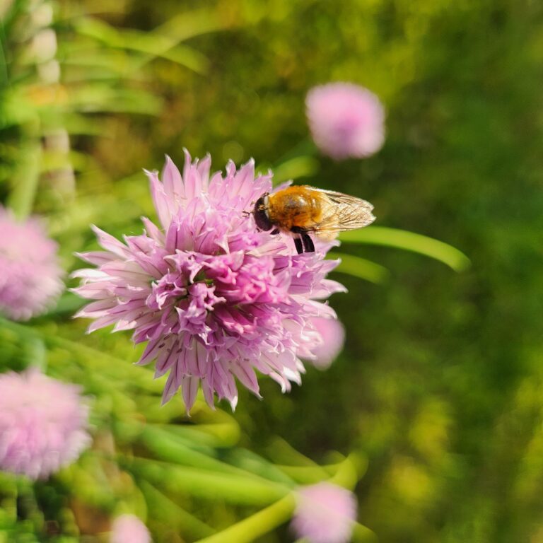 A fly that looks like a bee on chive flowers