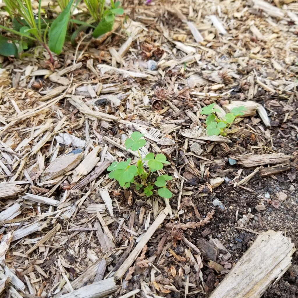 Clover in the mulch of a garden bed.
