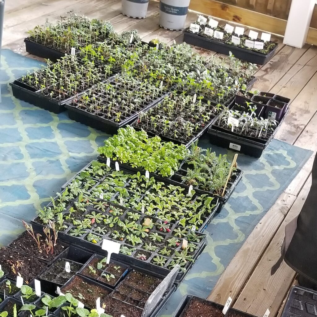 Trays of seedlings on a porch