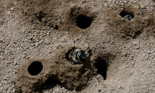 A bee emerges from a hole in the soil.