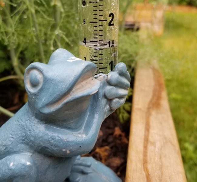 frog rain gauge